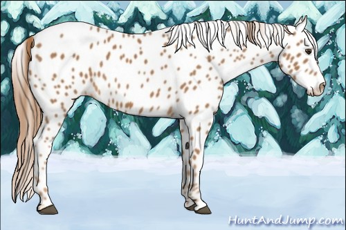 Horse Color:Chestnut Appaloosa