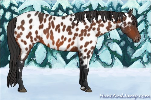 Horse Color:Brown Appaloosa