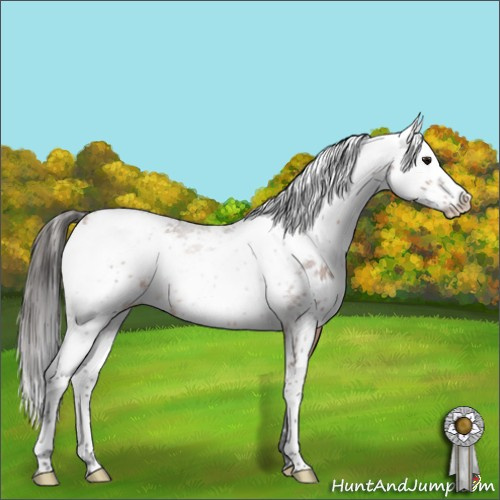 Horse Color:Bay Sabino Rabicano 