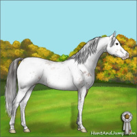 Horse Color:Bay Sabino Rabicano 