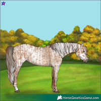 Horse Color:Red Dun  and Gray Red Dun 