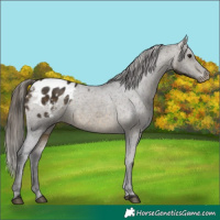 Horse Color:Buckskin Appaloosa Rabicano 