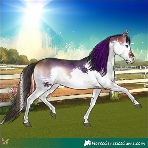 Horse Color:Bay Onyx Splash 