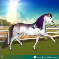 Horse Color:Bay Onyx Splash 