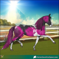 Horse Color:Black Splash Tobiano