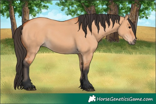 Horse Color:Bay Dun