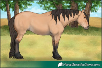 Horse Color:Bay Dun 