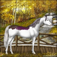 Horse Color:Silver Brown Splash 