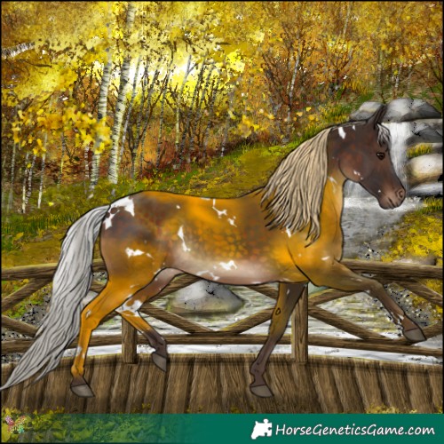 Horse Color:White Spotted Silver Brown