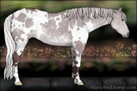 Horse Color:White Spotted Chocolate Silver Grullo Chinchilla 