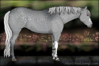 Horse Color:Silver Grullo Chinchilla 