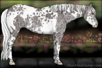 Horse Color:White Spotted Chocolate Silver Grullo Chinchilla Ice Splash Tobiano 