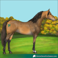 Horse Color:Buckskin 