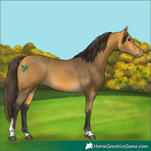 Horse Color:Buckskin Tobiano 