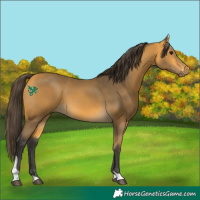 Horse Color:Buckskin Tobiano 