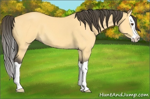 Horse Color:Buckskin Dun Splash