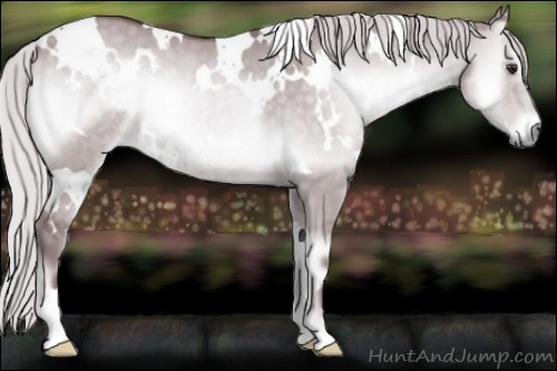 Horse Color:White Spotted Chocolate Silver Grullo Chinchilla Onyx