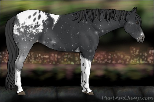 Horse Color:Black Tobiano Appaloosa 