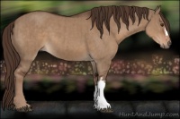 Horse Color:Liver Red Dun  and Liver Red Dun 