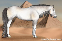 Horse Color:Gray White Spotted Red Onyx Roan 