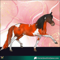 Horse Color:Liver Chestnut Splash Tobiano 