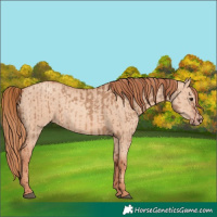 Horse Color:Red Dun  and Gold Champagne Dun 