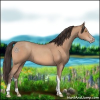 Horse Color:Amber Champagne
