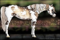 Horse Color:Liver Red Onyx Sabino Frame 