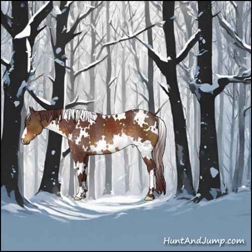 Horse Color:White Spotted Chocolate Buckskin 