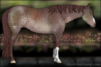 Horse Color:Platinum Chocolate Buckskin 