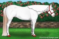 Horse Color:Grullo Splash Appaloosa 
