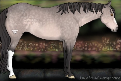 Horse Color:Platinum Buckskin 