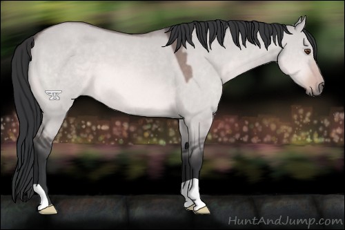 Horse Color:Platinum Bay Dun