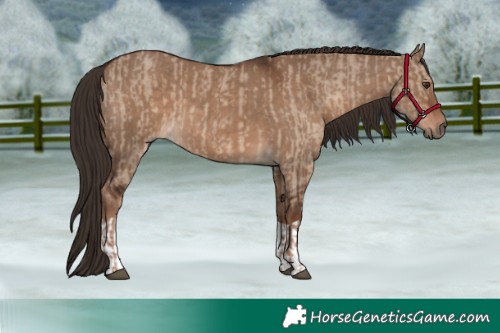 Horse Color:Liver Red Dun  and Liver Red Dun 