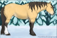Horse Color:Buckskin 