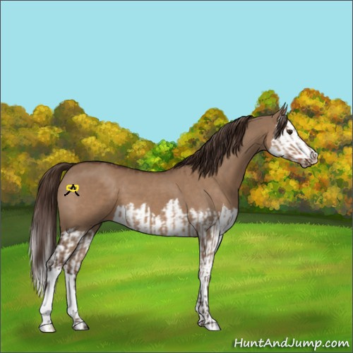 Horse Color:Liver Red Dun  and Liver Red Dun Splash 