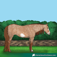 Horse Color:Red Dun  and Red Dun Frame 