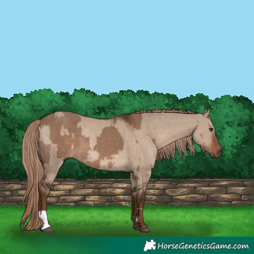 Horse Color:Liver Red Dun  and Liver Red Dun Rabicano 