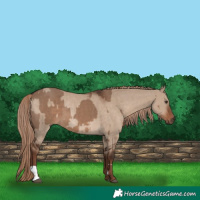 Horse Color:Liver Red Dun  and Liver Red Dun Rabicano 