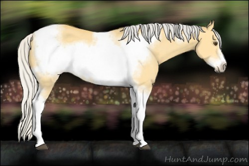 Horse Color:Silver Buckskin Dun Tobiano Frame 