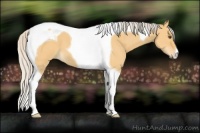 Horse Color:Silver Buckskin Dun Tobiano 