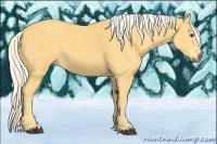 Horse Color:Palomino 