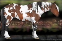 Horse Color:White Spotted Bay 