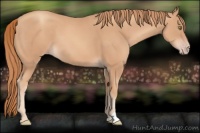 Horse Color:Gold Champagne 