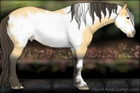 Horse Color:Buckskin Roan Frame
