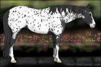 Horse Color:Black Sabino Appaloosa