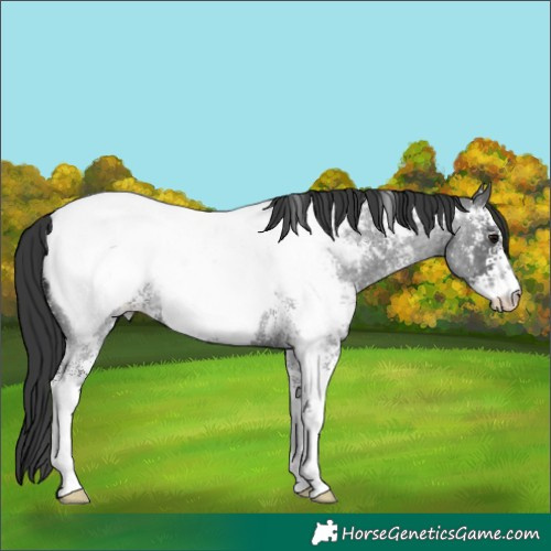 Horse Color:Blue Roan Sabino Appaloosa 