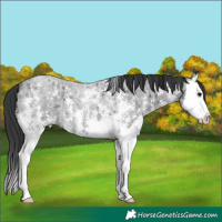 Horse Color:Blue Roan Sabino Splash