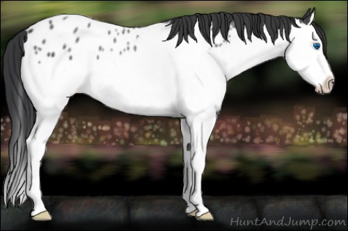 Horse Color:Blue Roan Sabino Splash Appaloosa Rabicano 