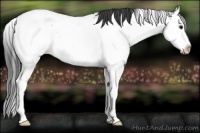 Horse Color:Black Sabino Splash Appaloosa Rabicano